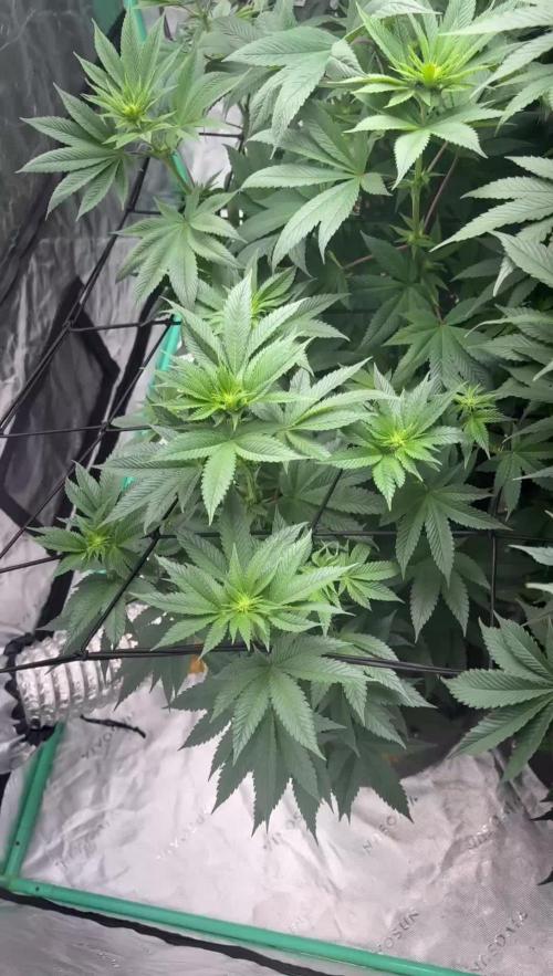 Strawberry frosting #5 S1