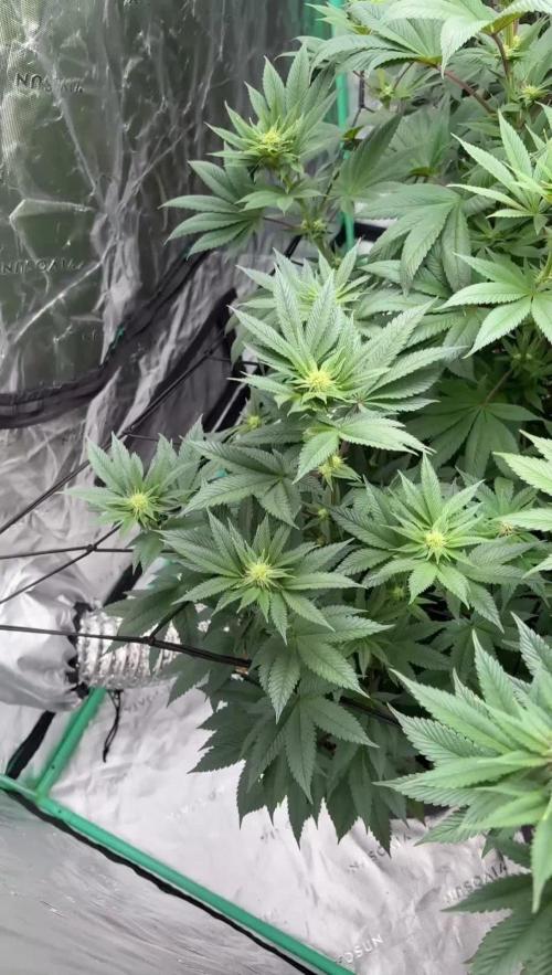 Strawberry frosting #5 S1