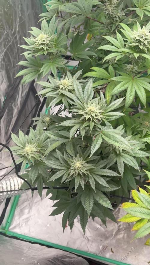 Strawberry frosting #5 S1