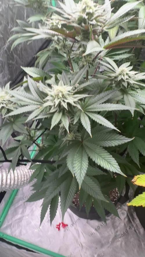 Strawberry frosting #5 S1