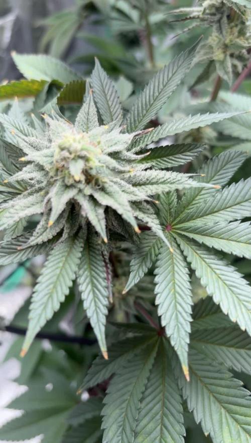 Strawberry frosting #5 S1