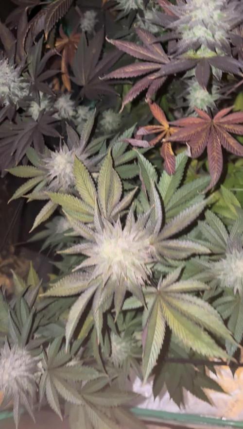 Strawberry frosting #5 S1