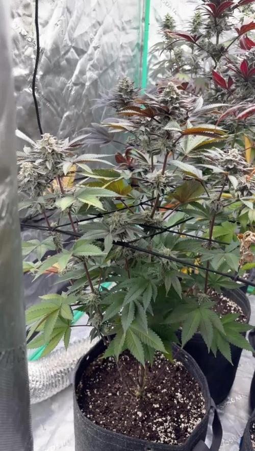 Strawberry frosting #5 S1