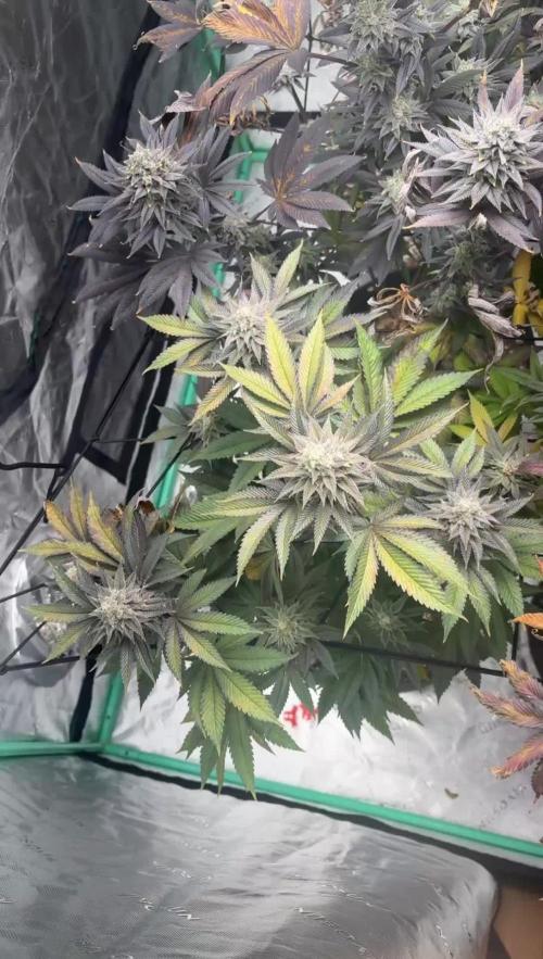 Strawberry frosting #5 S1