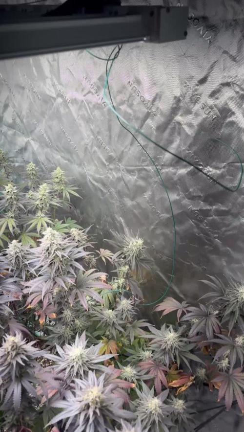 Strawberry frosting #5 S1