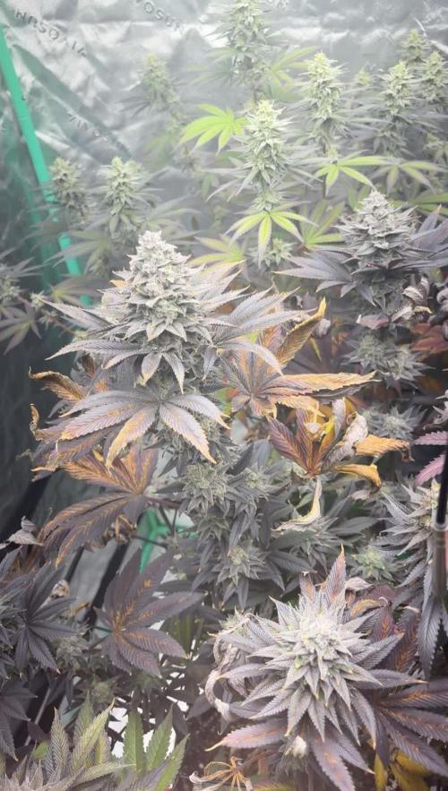 Strawberry frosting #5 S1