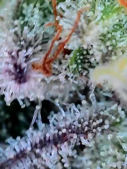 Strawberry frosting #5 S1