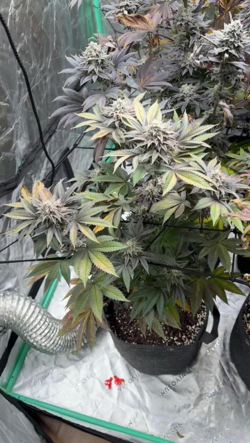 Strawberry frosting #5 S1