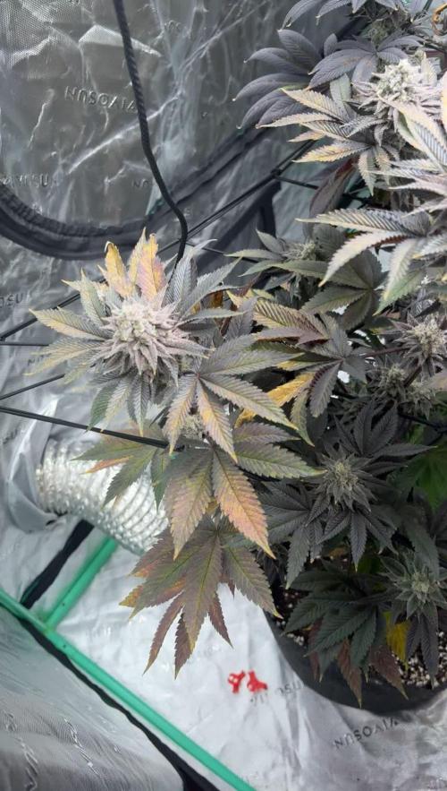 Strawberry frosting #5 S1