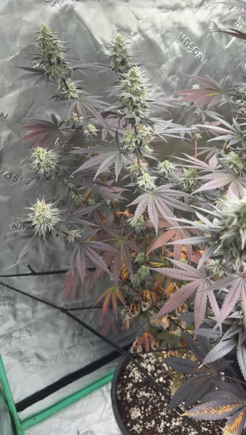 Strawberry frosting #5 S1