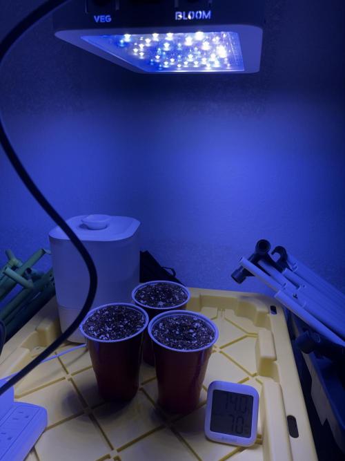 Grape Gas X Beejays. Week 0 - Seeds planted in soil
2/26/26
