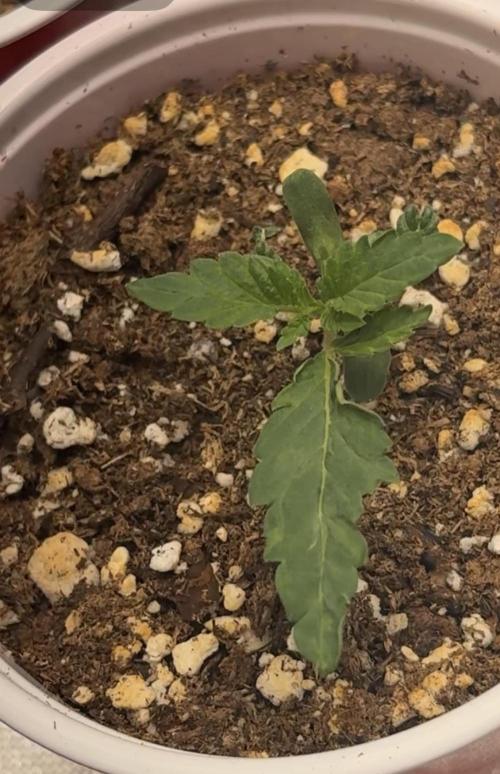 Randy Watson. Week 0 - Day 8
Seedling stage 
3/18/25