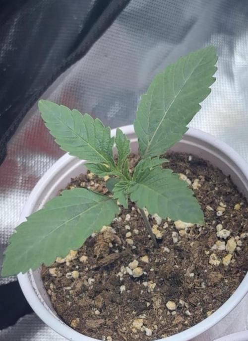 Strawnana. Week 0 - Day 5 of seedling
3/18/26