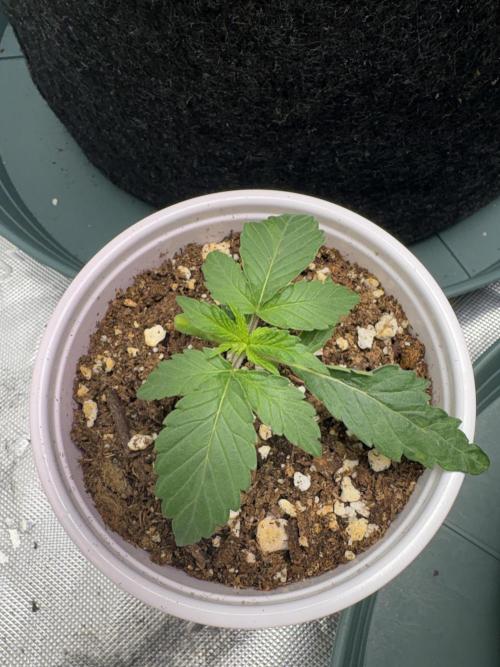 Randy Watson. Week 0 - Day 11 
Seedling stage
3/21/26