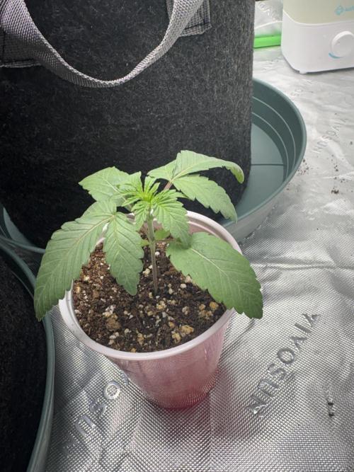 Strawnana. Week 0 - Day 8 of seedling 
3/21/26