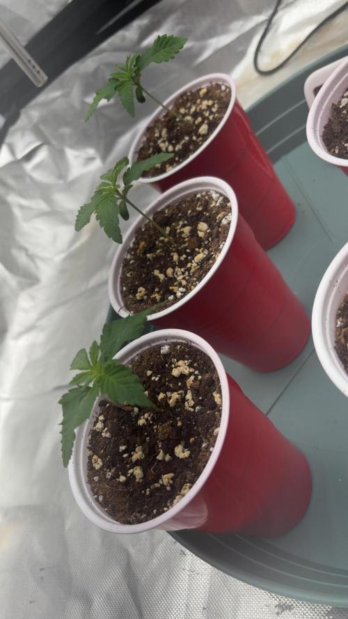 Grape Gas X Beejays. Week 0 - Day 7 seedling
3/7/26