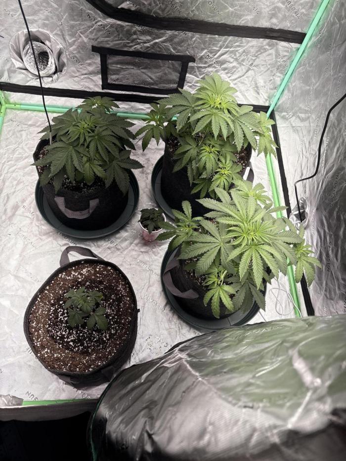 Grape Gas X Beejays. Week 2 - Week 2 
Day 14
(Day 14 of veg)
3/28/26