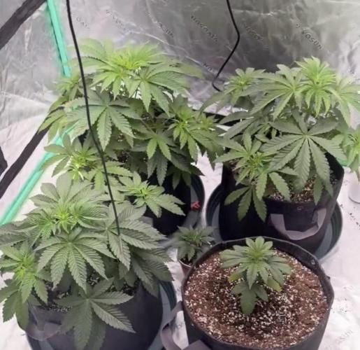 Grape Gas X Beejays. Week 3 - Week 3 
Day 1
3/29/26
