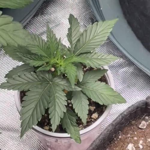 Randy Watson. Week 1 - Week 1 veg 
Day 5
3/29/26