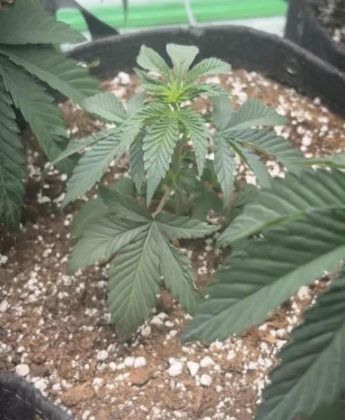 Randy Watson. Week 2 - Week 4
Day 4
4/3/26
