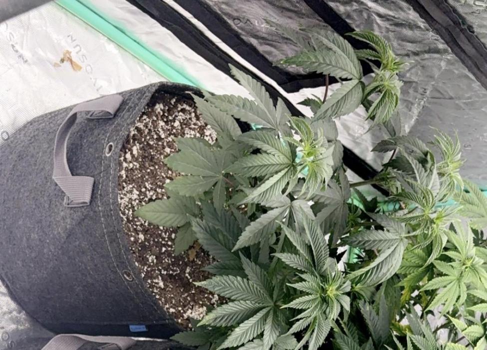 Strawnana. Week 4 - Week 4
Day 1
4/13/26