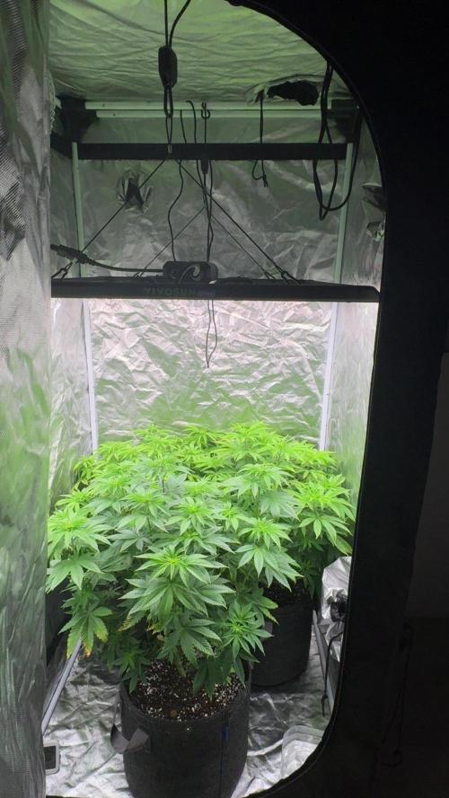 Grape Gas X Beejays. Week 7 - Week 7
Day 2
4/26/26