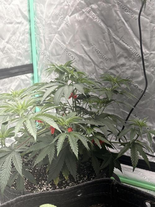 Randy Watson. Week 6 - Week 6
Day 6
5/26/26
