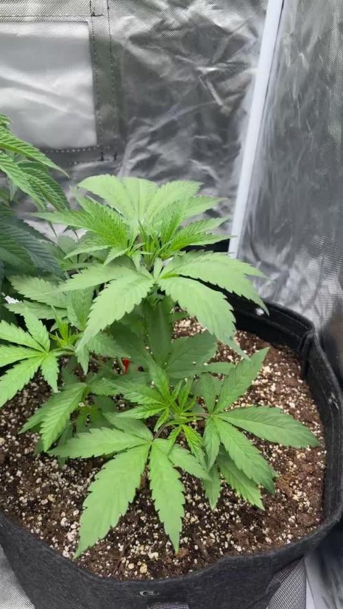Strawnana