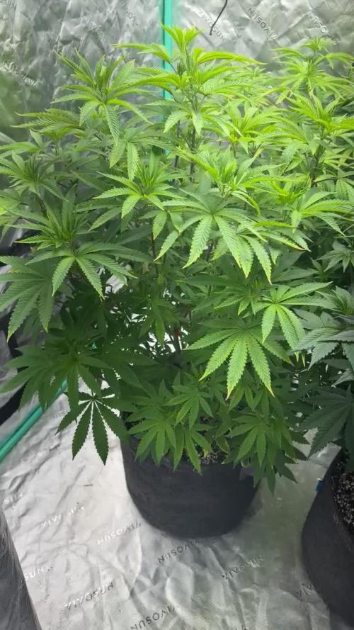 Grape Gas X Beejays