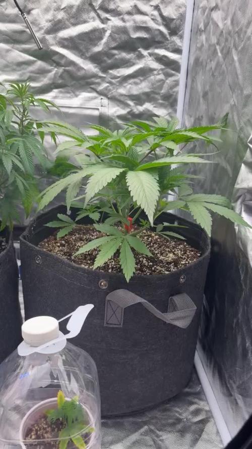 Strawnana