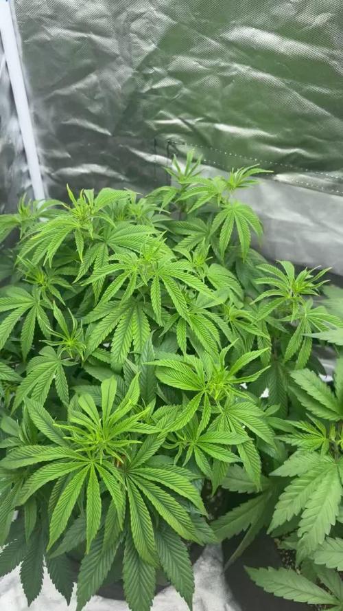 Grape Gas X Beejays