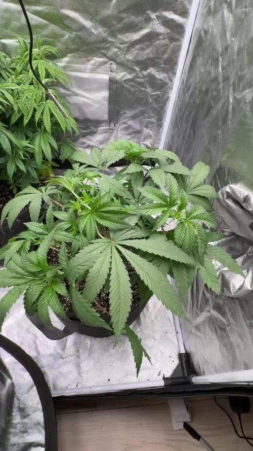 Strawnana