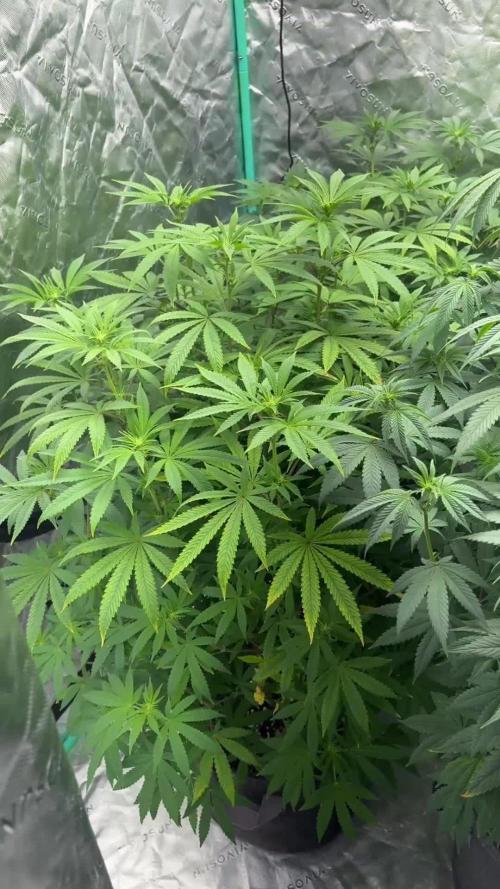 Grape Gas X Beejays