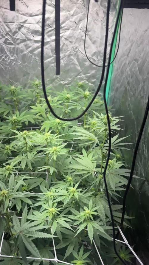 Grape Gas X Beejays