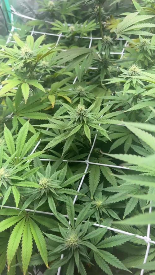 Grape Gas X Beejays