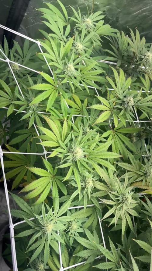 Grape Gas X Beejays