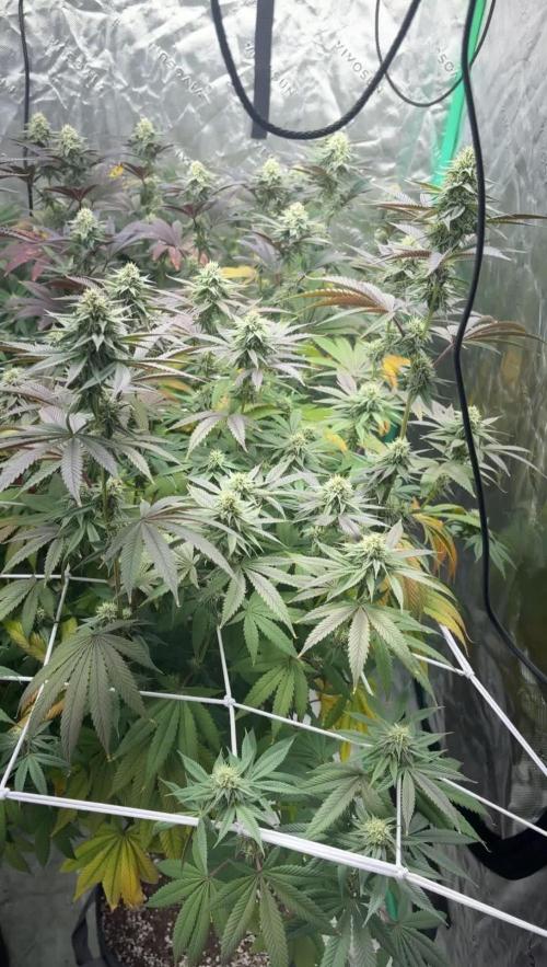 Grape Gas X Beejays