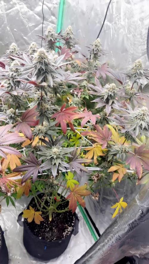 Grape Gas X Beejays