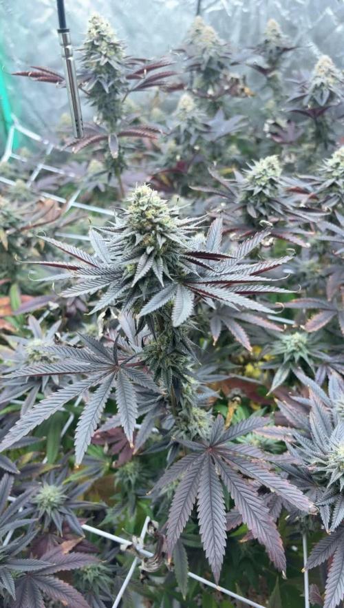 Grape Gas X Beejays