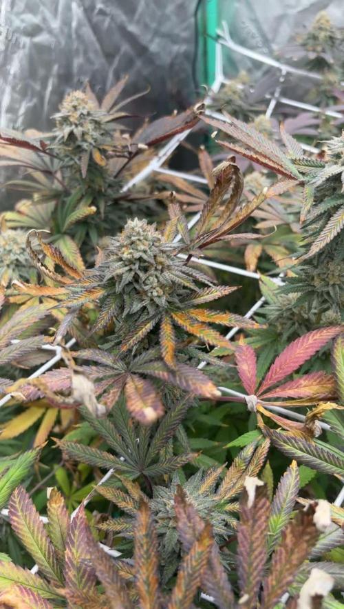Grape Gas X Beejays