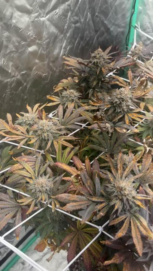 Grape Gas X Beejays
