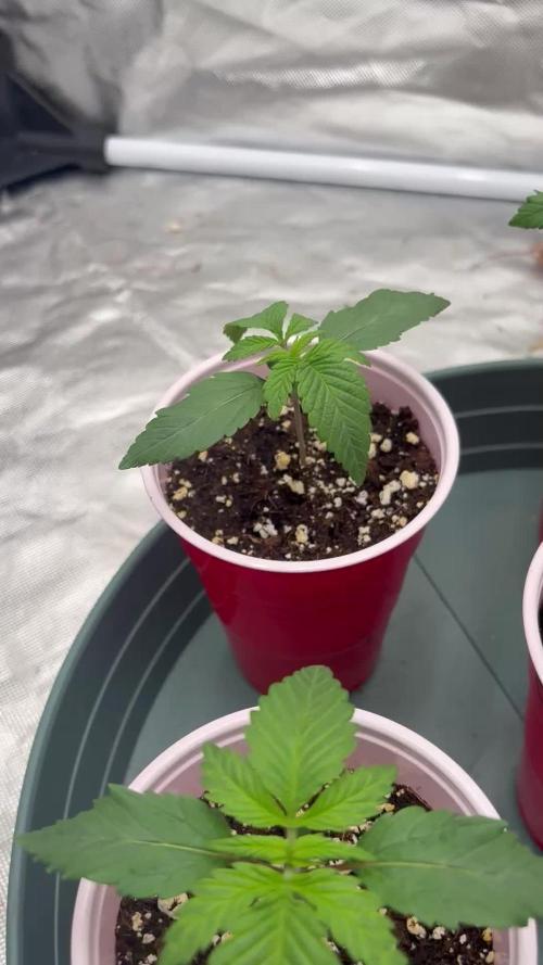 Buff Berries x Animal Tsunami