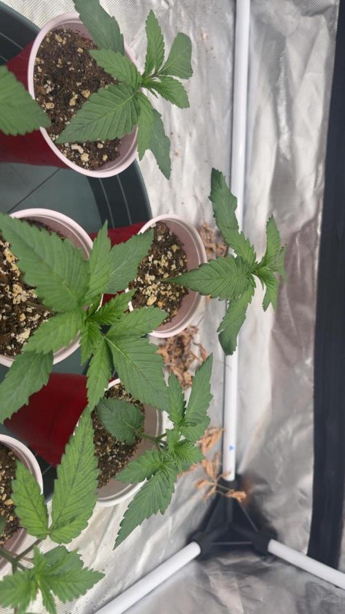 Buff Berries x Animal Tsunami. Week 1 - Veg day 2
8/18/26