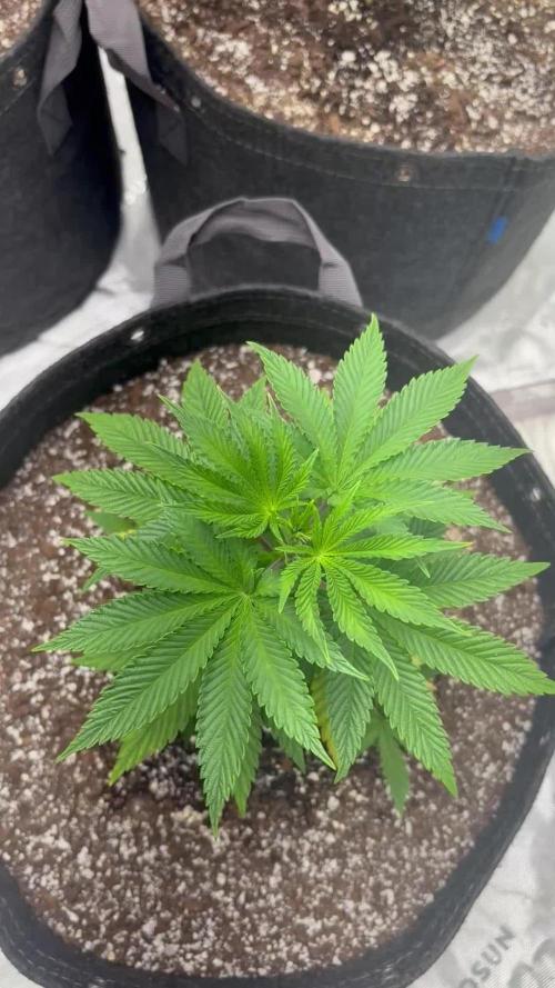 Buff Berries x Animal Tsunami