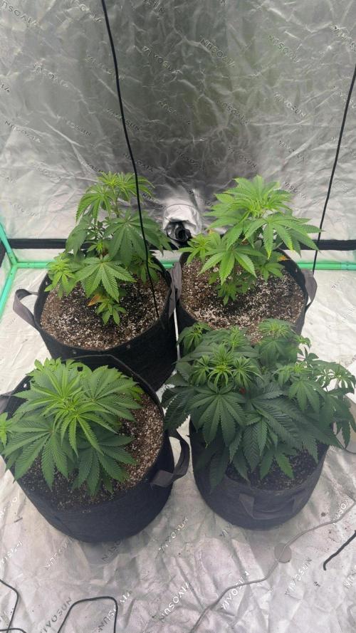 Buff Berries x Animal Tsunami. Week 3 - Day 27 of veg 
9/13/26
