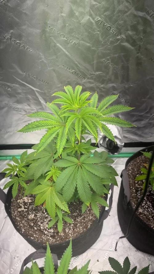 Buff Berries x Animal Tsunami