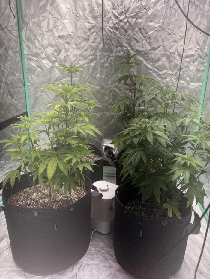 Buff Berries x Animal Tsunami. Week 5 - Day 38 of veg
9/24/26