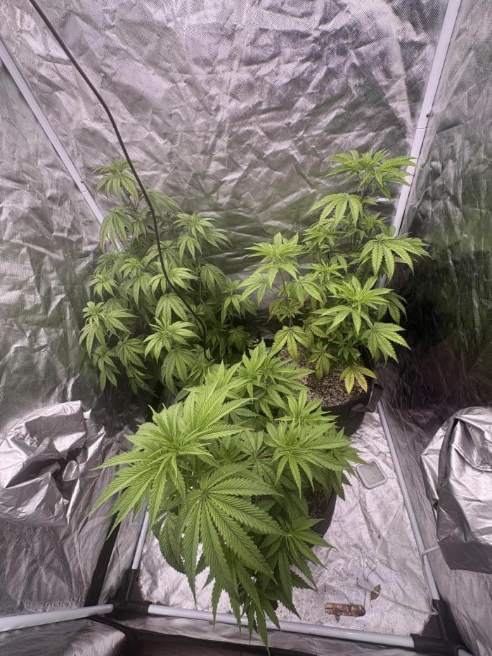 Guava and Berries. Week 5 - Day 38 of veg
9/24/26
