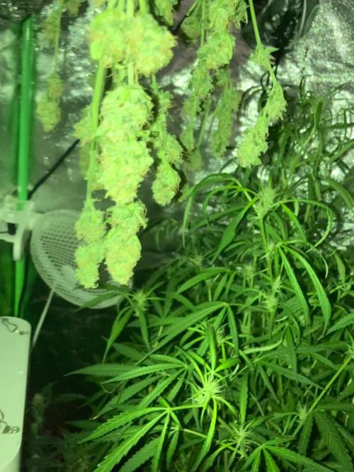 Super Boof Auto. Week 9