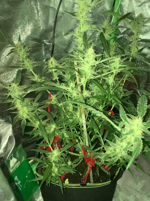 London pound cake 420 FB